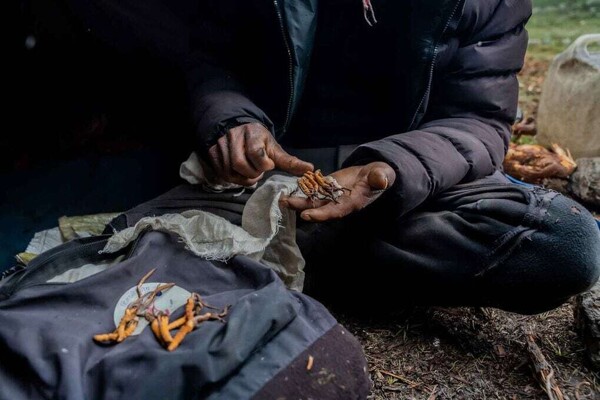 The Search for Yartsa Mushroom in Kathmandu